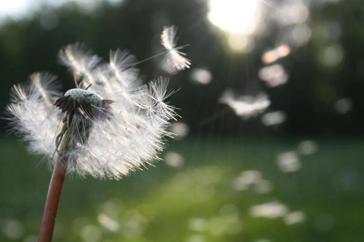 Boost your happiness: natural ways to increase dopamine